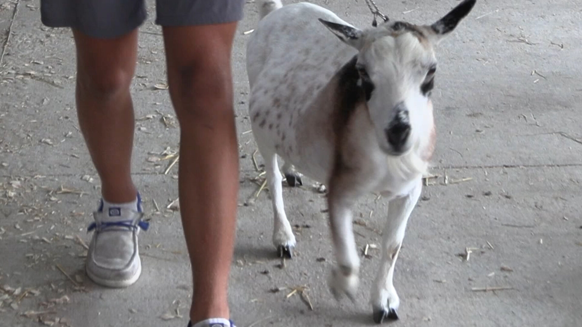 Wireman shares tips for success in goat showing at the Allen Co. Fair